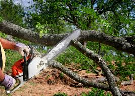 Best Root Management and Removal  in Quakertown, PA