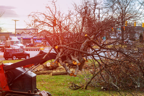 Trusted Quakertown, PA Tree Removal Services Experts