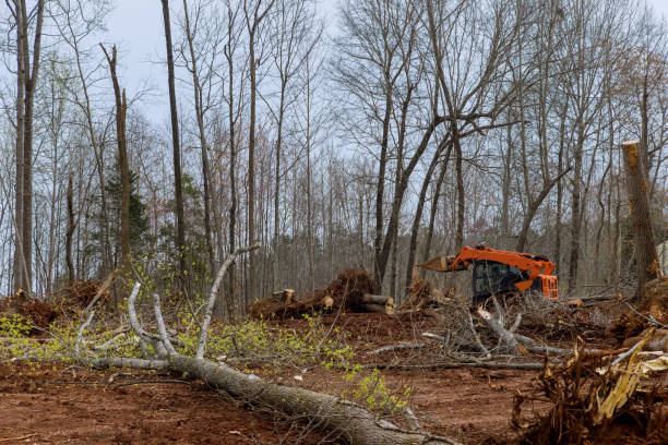 How Our Tree Care Process Works  in  Quakertown, PA